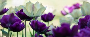 Preview wallpaper tulips, petals, white, purple, flowers