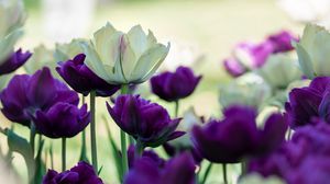 Preview wallpaper tulips, petals, white, purple, flowers