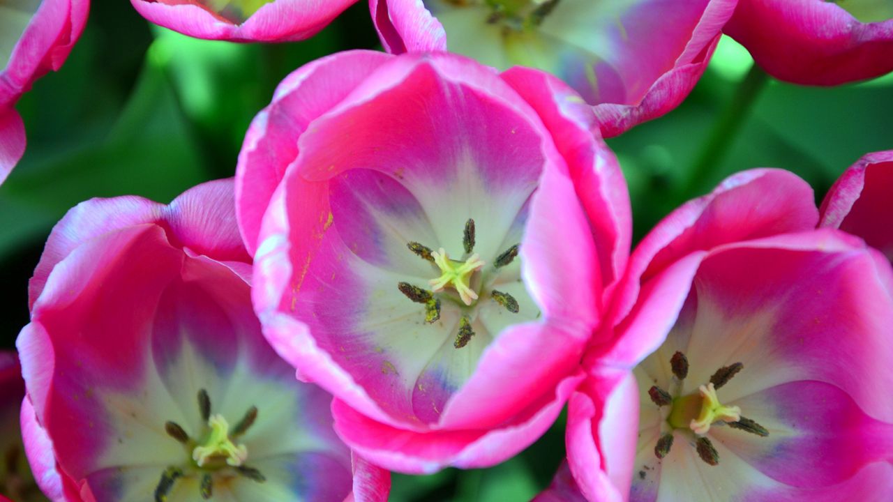 Wallpaper tulips, pink, buds, close-up