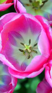 Preview wallpaper tulips, pink, buds, close-up