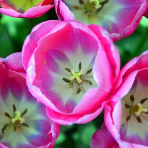 Preview wallpaper tulips, pink, buds, close-up