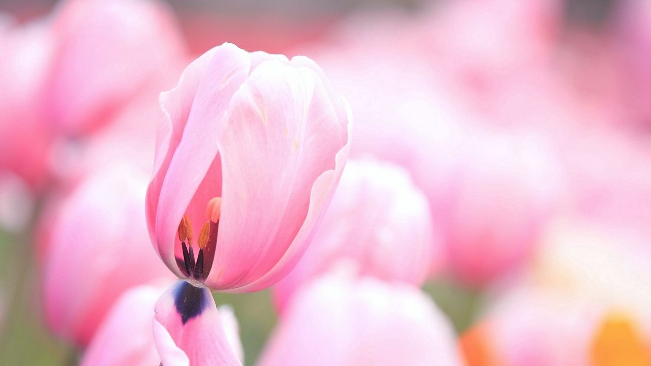Wallpaper tulips, pink, flowers