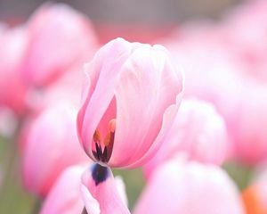 Preview wallpaper tulips, pink, flowers