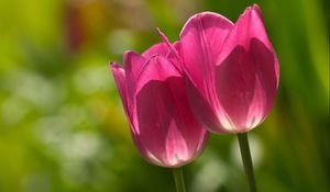 Preview wallpaper tulips, plant, stalk