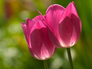 Preview wallpaper tulips, plant, stalk