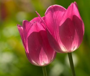 Preview wallpaper tulips, plant, stalk