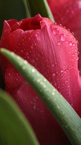 Preview wallpaper tulips, plants, drops, buds, flowers