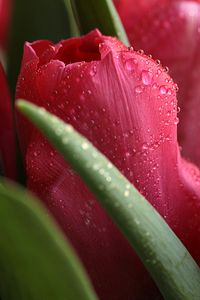 Preview wallpaper tulips, plants, drops, buds, flowers