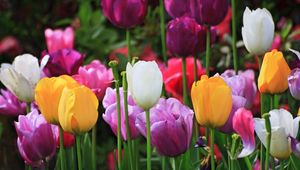 Preview wallpaper tulips, plants, flowers, field, colorful
