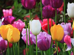 Preview wallpaper tulips, plants, flowers, field, colorful