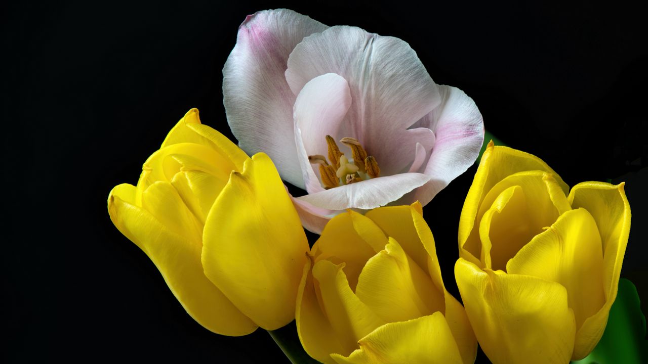 Wallpaper tulips, pollen, flowers, petals, black background