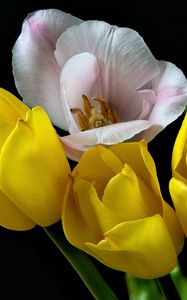 Preview wallpaper tulips, pollen, flowers, petals, black background