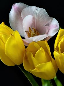 Preview wallpaper tulips, pollen, flowers, petals, black background