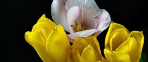 Preview wallpaper tulips, pollen, flowers, petals, black background