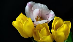 Preview wallpaper tulips, pollen, flowers, petals, black background