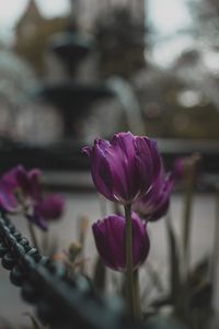 Preview wallpaper tulips, purple, flowers, plants, bloom