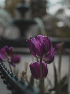 Preview wallpaper tulips, purple, flowers, plants, bloom