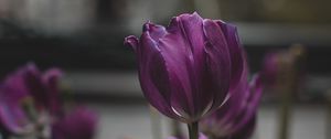 Preview wallpaper tulips, purple, flowers, plants, bloom