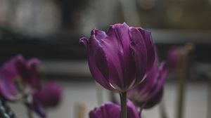 Preview wallpaper tulips, purple, flowers, plants, bloom