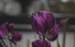 Preview wallpaper tulips, purple, flowers, plants, bloom