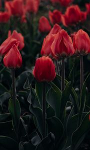 Preview wallpaper tulips, red, blooming, flowerbed