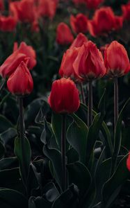 Preview wallpaper tulips, red, blooming, flowerbed