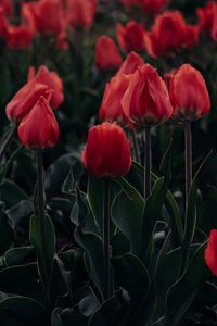 Preview wallpaper tulips, red, blooming, flowerbed