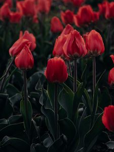 Preview wallpaper tulips, red, blooming, flowerbed