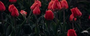 Preview wallpaper tulips, red, blooming, flowerbed
