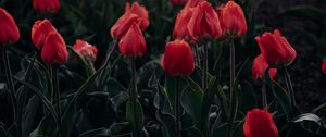 Preview wallpaper tulips, red, blooming, flowerbed