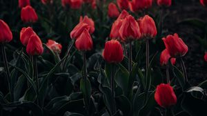 Preview wallpaper tulips, red, blooming, flowerbed