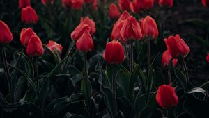 Preview wallpaper tulips, red, blooming, flowerbed