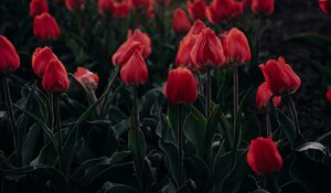 Preview wallpaper tulips, red, blooming, flowerbed