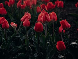 Preview wallpaper tulips, red, blooming, flowerbed