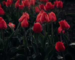 Preview wallpaper tulips, red, blooming, flowerbed