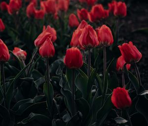 Preview wallpaper tulips, red, blooming, flowerbed