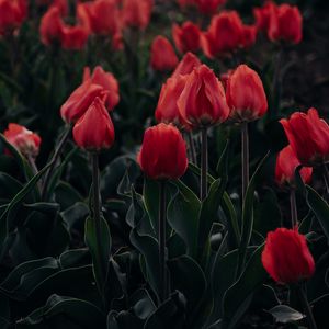 Preview wallpaper tulips, red, blooming, flowerbed