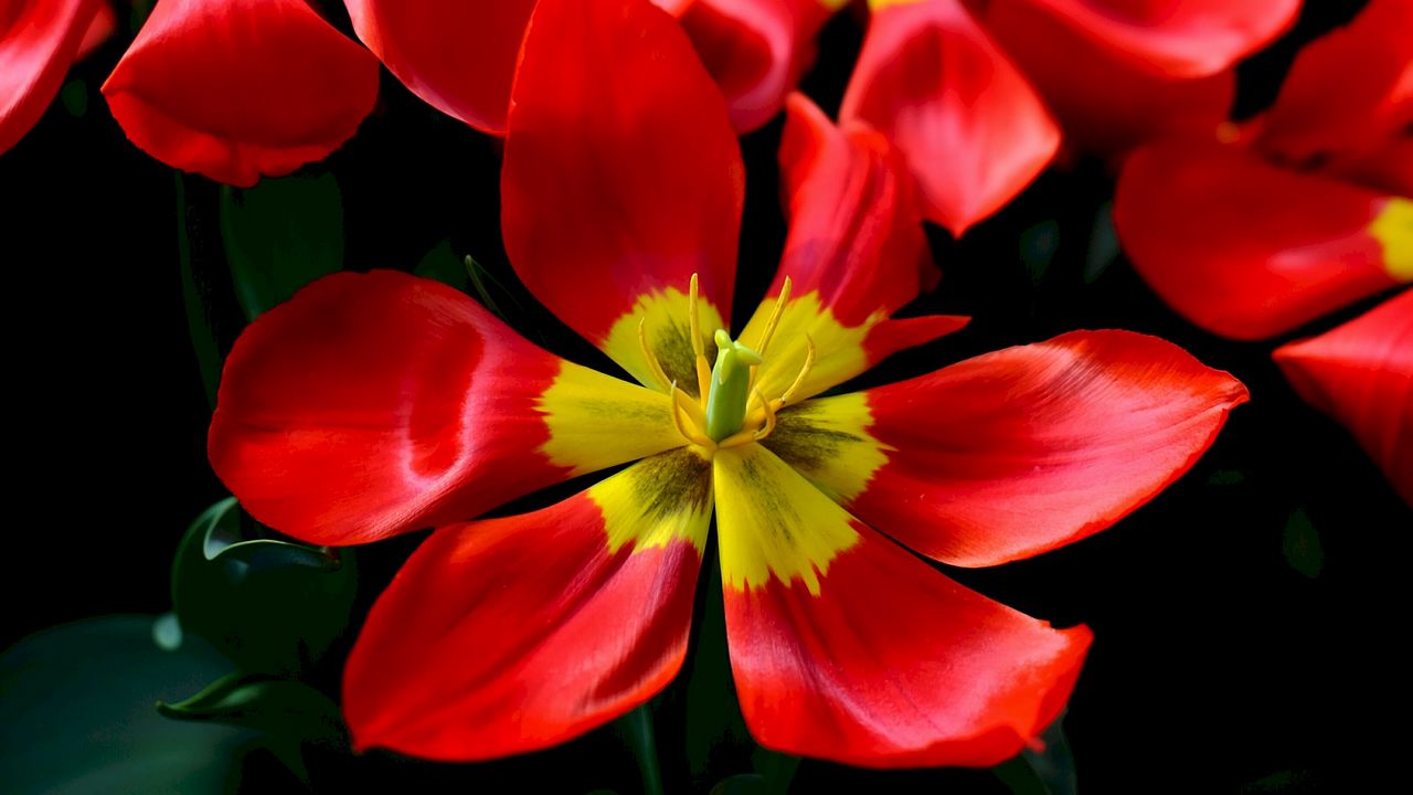 Wallpaper tulips, red, flower, petals