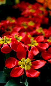 Preview wallpaper tulips, red, flower, petals