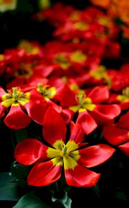 Preview wallpaper tulips, red, flower, petals