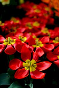 Preview wallpaper tulips, red, flower, petals