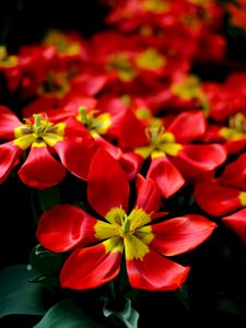Preview wallpaper tulips, red, flower, petals