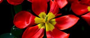 Preview wallpaper tulips, red, flower, petals