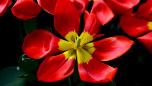 Preview wallpaper tulips, red, flower, petals