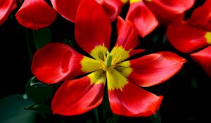 Preview wallpaper tulips, red, flower, petals