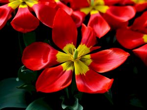 Preview wallpaper tulips, red, flower, petals