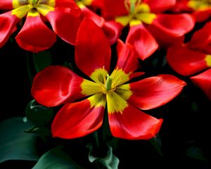 Preview wallpaper tulips, red, flower, petals