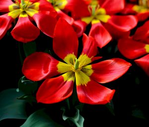 Preview wallpaper tulips, red, flower, petals