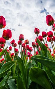 Preview wallpaper tulips, red, flowers, sky, clouds