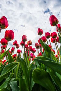Preview wallpaper tulips, red, flowers, sky, clouds